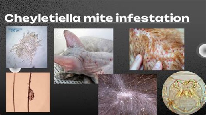 Discover The Hidden Truths: Cheyletiella Mites In Humans