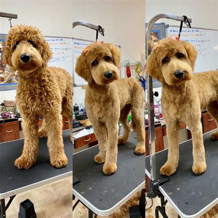 Unveiling The Secrets Of A Unique Dog Grooming Style